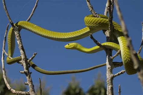 Black Mamba Facts Live Science