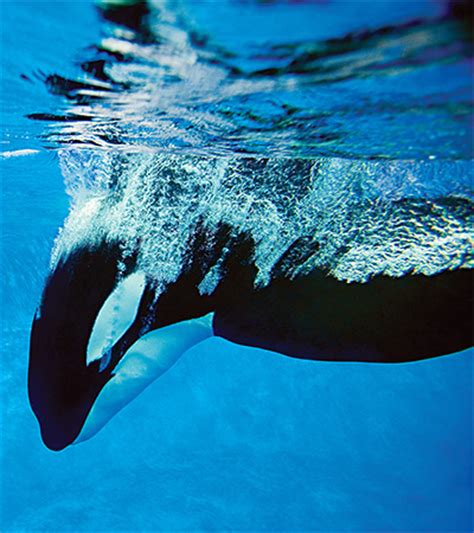 KILLER WHALES (Orcinus orca) - Behavior