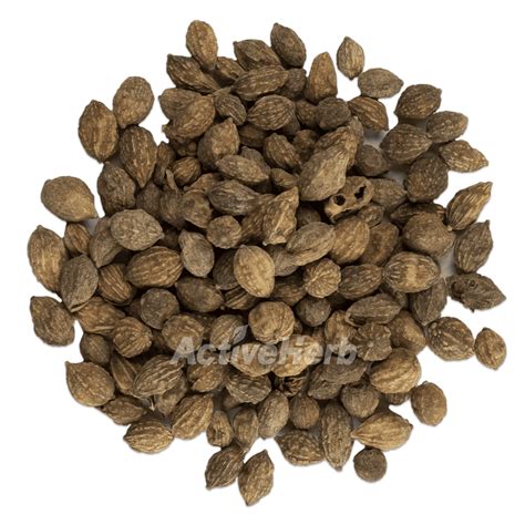 Yi Zhi Ren Sharpleaf Galangal Fruit Fructus Alpiniae Oxyphyllae 益智仁