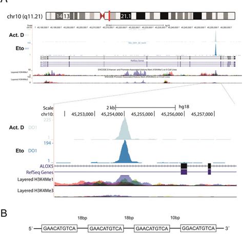 The P Binding Site In Intron G Of The Alox Gene Functions As A