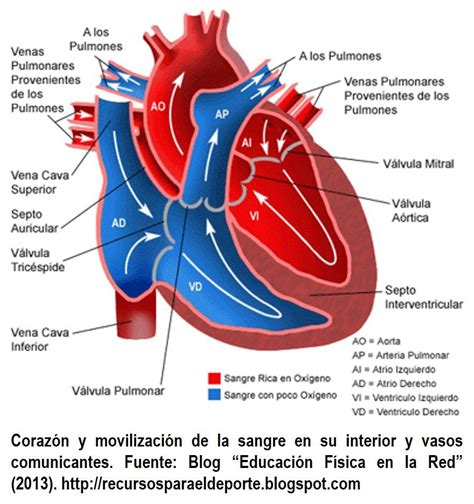 Anatomia Cardiovascular