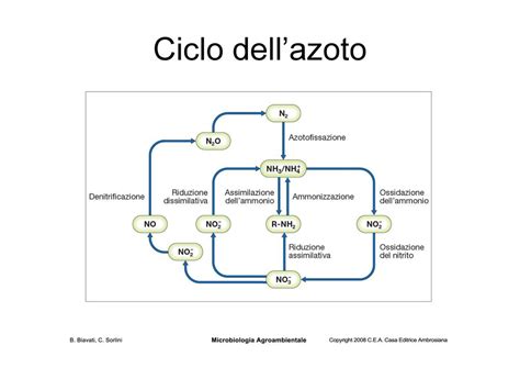 Ciclo Dellazoto Ppt Scaricare