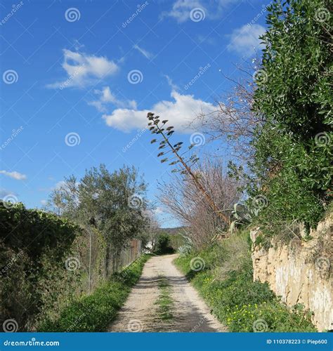 Spring in February Landscape Flowers in Portugal Stock Image - Image of