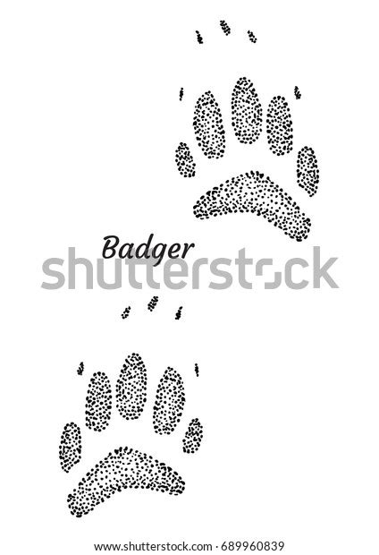 Badger Footprint Illustration Drawing Engraving Ink Stock Vector ...