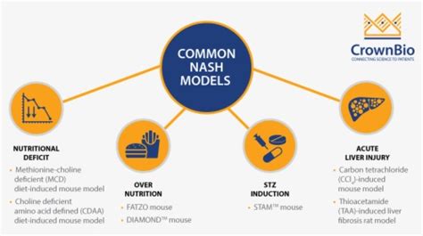 Waterfall Model - Diagram, HD Png Download - kindpng