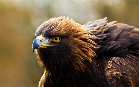 l automne l aigle royal Oiseaux animaux fond d écran 1920x1200