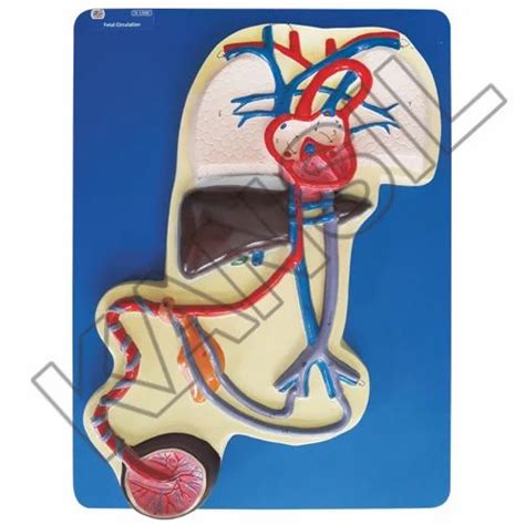 Heart And Circulatory System Models Human Circulatory System Model Manufacturer From New Delhi