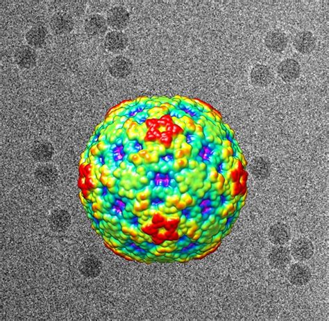 ‘polio Like Strain Of Enterovirus D68 May Be Responsible For Mystery