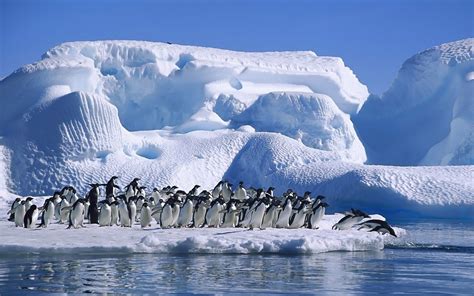 #713720 Adelie Penguins, Antarctica, Penguins | Mocah HD Wallpapers