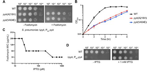 Figure From Functional And Structural Characterization Of