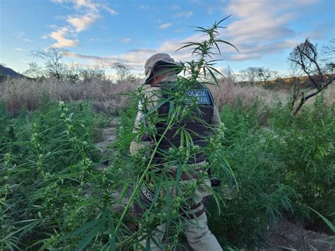 Pmba Erradica Mais Mil P S De Maconha Em Sento S E J