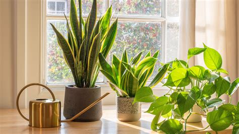 Air Purifying Plants 12 Indoor Varieties To Grow Gardeningetc