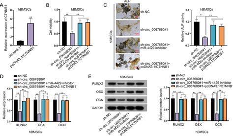 Circ0067680 Contributes To The Progression Of Osteogenic Download