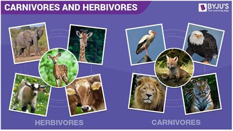 Carnivores And Herbivores Animals An Overview