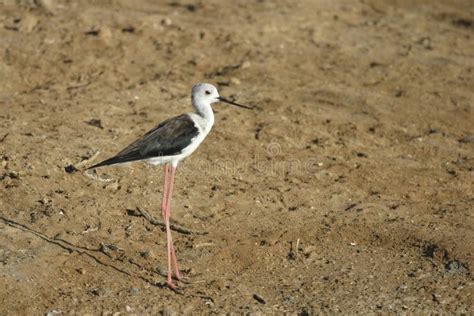 Black Winged Stilt Himantopus Himantopus Relaxing On The Shore Stock