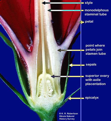 Hibiscus Flower Parts Information