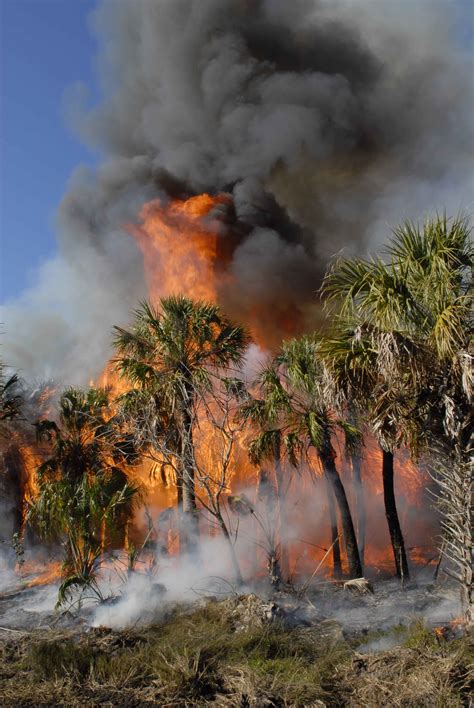 Free Picture Large Fire Tropical Forest Trees Fire