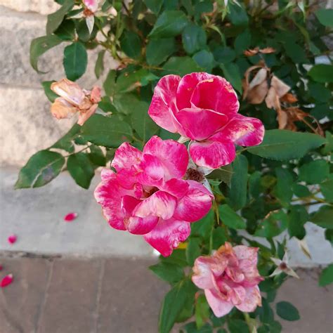 Pink Double Knockout Rose - 2 Gallon Container - Grimm's Gardens