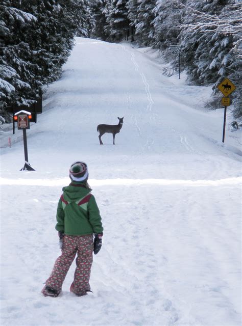 Snowshoeing Glacier National Park - Glacier Adventure Guides