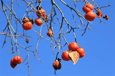 Persimmon Tree - Free photo on Pixabay - Pixabay