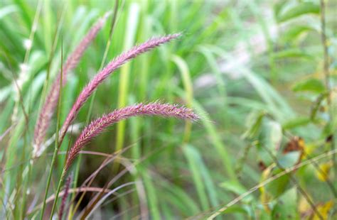 Growing And Using Ornamental Grasses In The Landscape Joe Gardener®