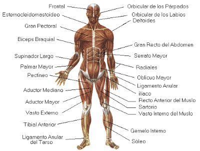 Sistema Muscular Y Sus Partes Vista Frontal M Sculos Del Cuerpo