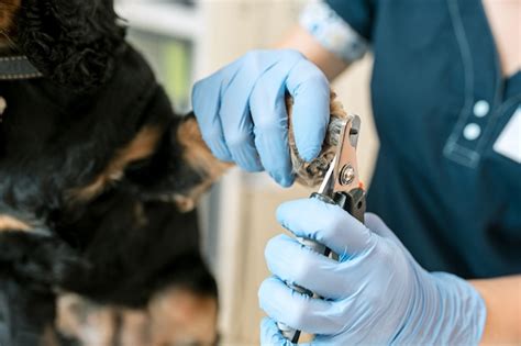 O conceito de medicina cuidados animais e pessoas médico