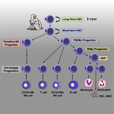 Clonal Tracking Of Rhesus Macaque Hematopoiesis Highlights A Distinct