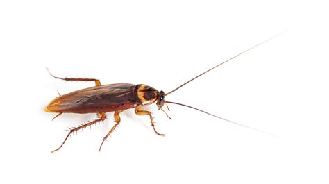 Common Pests In South East Queensland What You Need To Know Termite