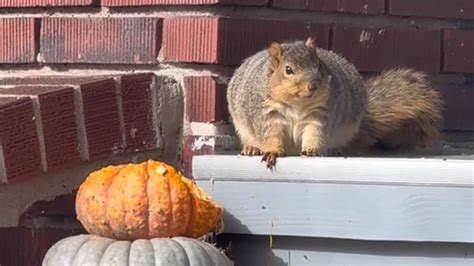 Morbidly Obese Squirrel Has Piled On The Pounds By Eating Ohio Woman S