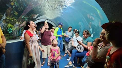 Casi Mil Turistas Visitaron El Aquarium Del Puerto De Veracruz