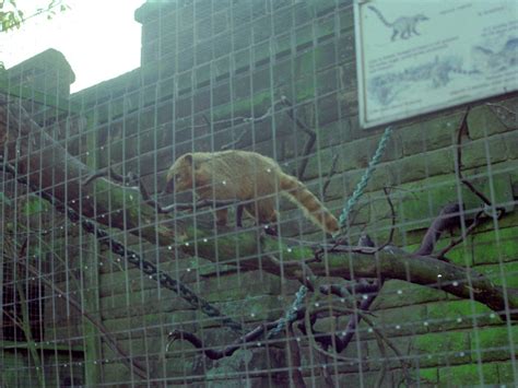 Riber Castle Wildlife Park - mid-1990s - ZooChat