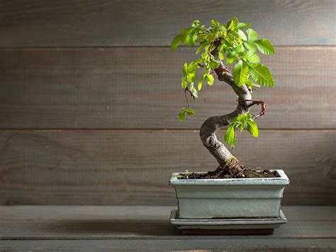 Bonsai Trees for Sale - Buying & Growing Guide - Trees.com