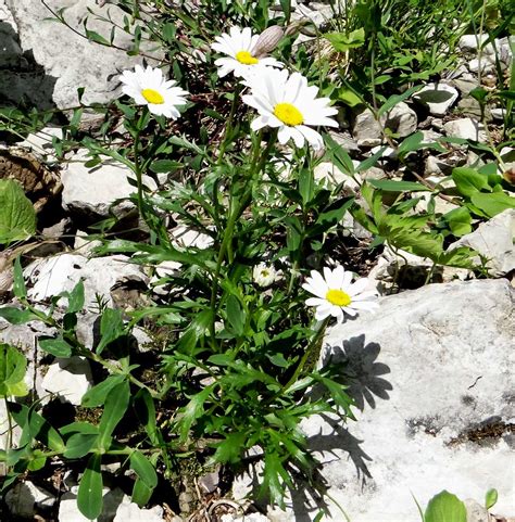 Alpen Margerite Ngidn Naturgucker De Enjoynature Net Flickr