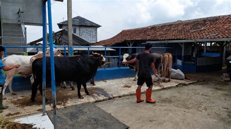 Kemunculan Penyakit Mulut Dan Kuku Jelang Idul Adha Bikin Peternak Di