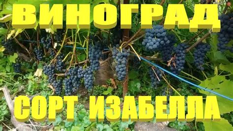 ВИНОГРАД ИЗАБЕЛЛА.СОРТ ВИНОГРАДА ИЗАБЕЛЛА - YouTube