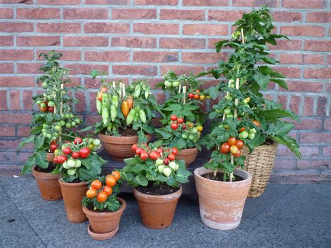 Hoe Kies Je De Juiste Tomatenrassen