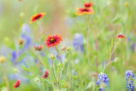 Indian Blanket And Bluebonnet Wildflowers In The Texas Hill Country