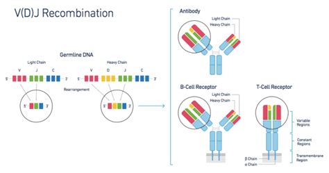 Immune Repertoire Profiling At Single Cell Resolution X Genomics