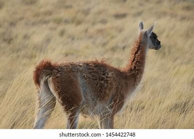 Guanacos Patagonia National Park Landscape Stock Photo 1454422748 ...