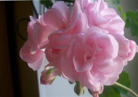Описание пеларгонии Millfield Rose: как посадить и ухаживать ...