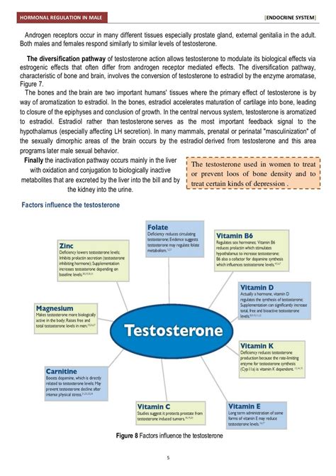 Male reproductive hormones