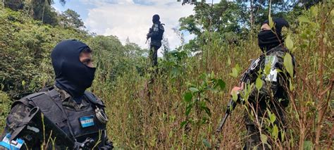 Aseguran Plantaci N Con Al Menos Mil Arbustos De Coca Y Un