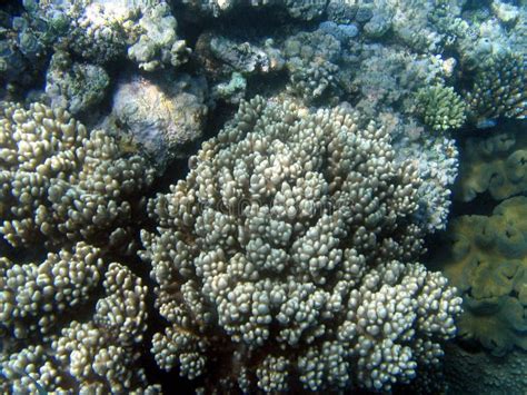 Great Barrier Reef, Underwater Stock Photo - Image of australia, blue ...