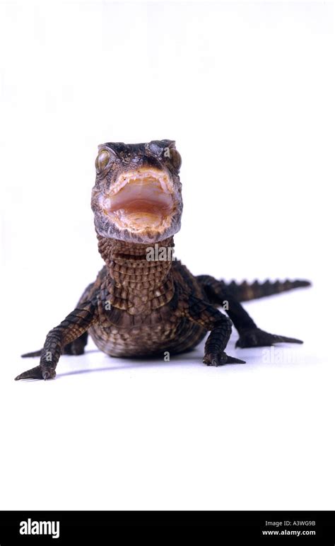 Schneider's dwarf caiman or smooth fronted dwarf crocodile Paleosuchus trigonatus South America ...