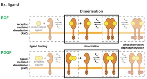 R Cepteur Activit Enzymatique Tyrosine Kinase Rtk Ryk Cartes Quizlet
