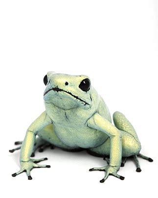 Amphibian Species Background Images, HD Pictures and Wallpaper For Free ...