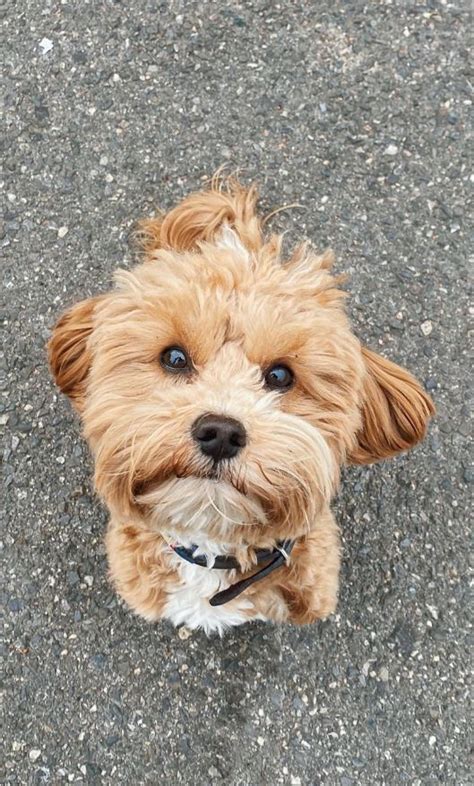 Maltipoo Facts The Ultimate Maltipoo Guide Labradoodles And Dogs