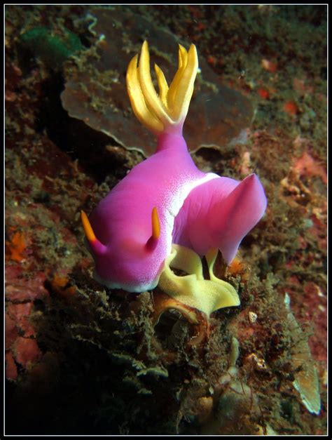 Nudibranch Hypselodoris Bullockii A Photo On Flickriver