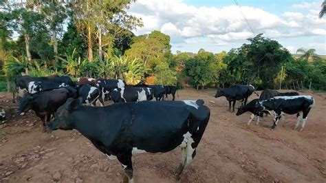 MOSTRANDO COMO É FEITO O MANEJO MINHAS VACAS LEITEIRAS NO PERÍODO